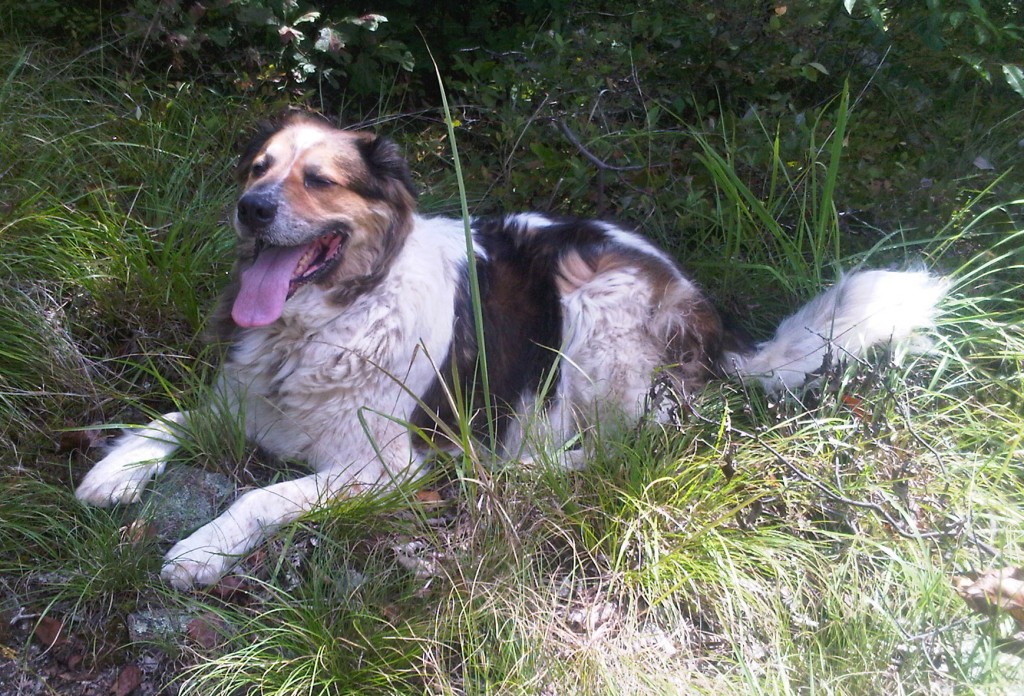 Dogs hiking in Harriman State Park can really suffer in the exteme heat.  Leave them at home.